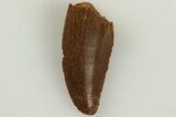 Serrated, Raptor Tooth - Real Dinosaur Tooth #203399-1